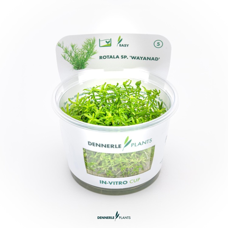 Planta acvariu Rotala sp. Wayanad in vitro Dennerle - imagine 4